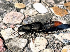 Platydracus mysticus