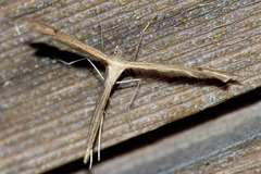 Stenoptilia