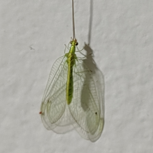 Leucochrysa rodriguezi