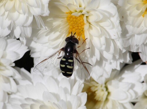 Unknown species found near Orange County, VA, USA