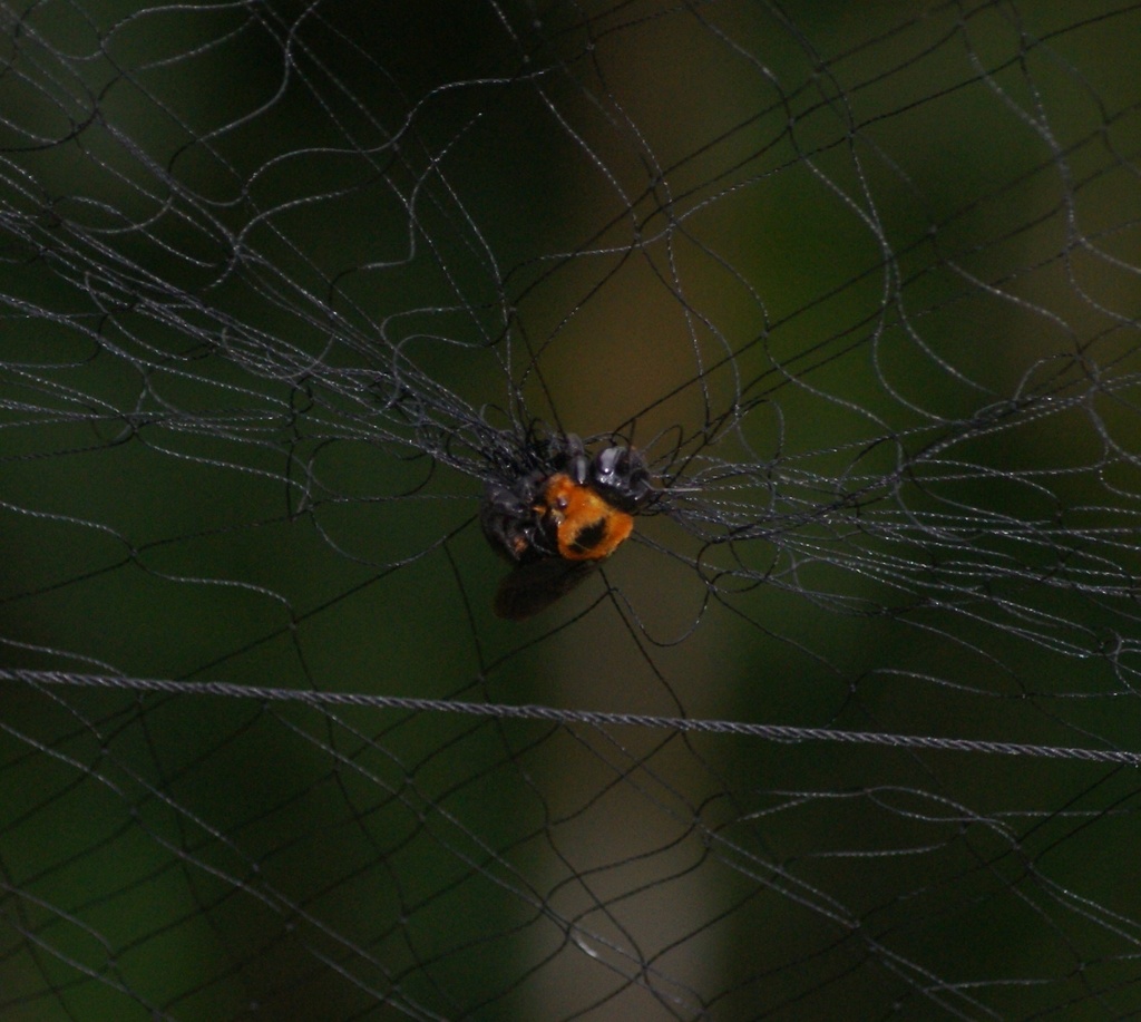 Xylocopa aurulenta