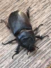 Oryctes rhinoceros