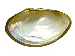 Sinanodonta schrenkii