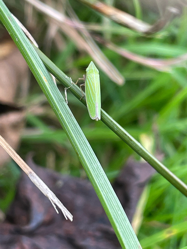 Draeculacephala robinsoni