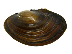 Sinanodonta schrenkii