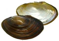 Sinanodonta schrenkii