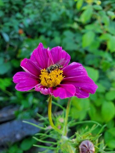 Unknown species found near Maryland, US