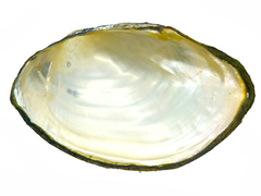 Sinanodonta schrenkii