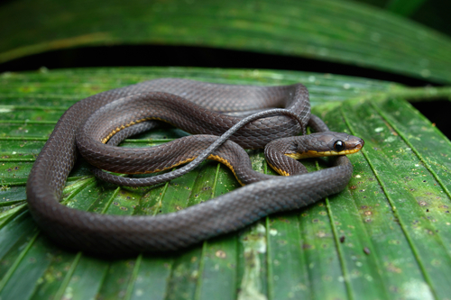 Nicéforo María's Shadow Snake