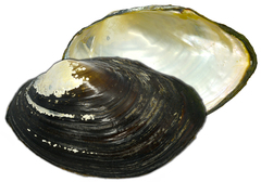 Sinanodonta schrenkii