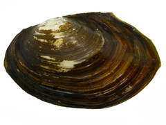 Sinanodonta lauta
