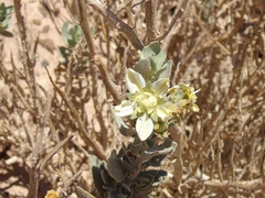 Huidobria fruticosa