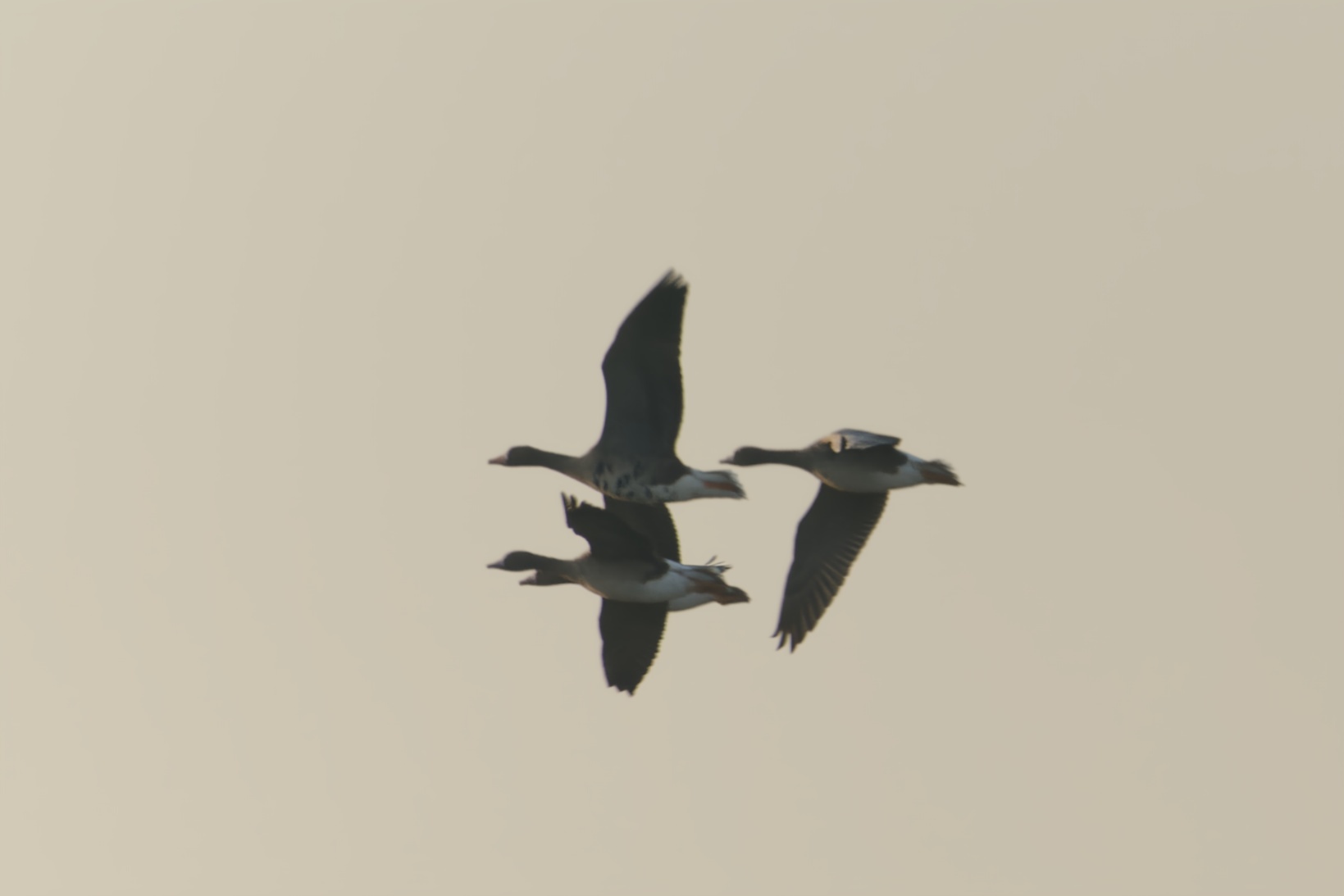 Greater White-fronted Goose