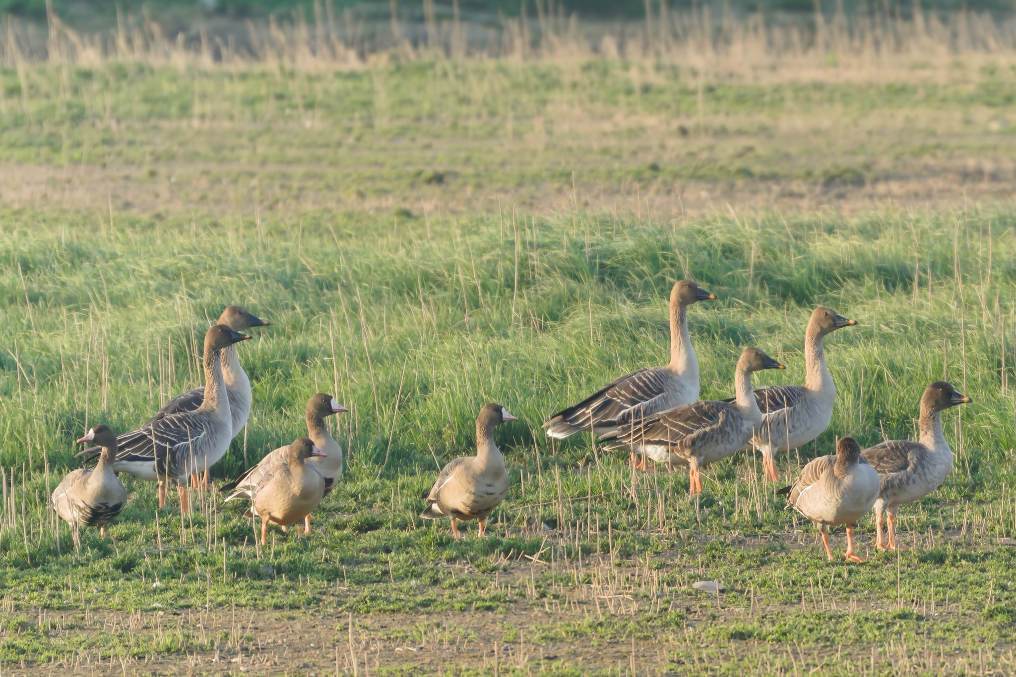 Greater White-fronted Goose