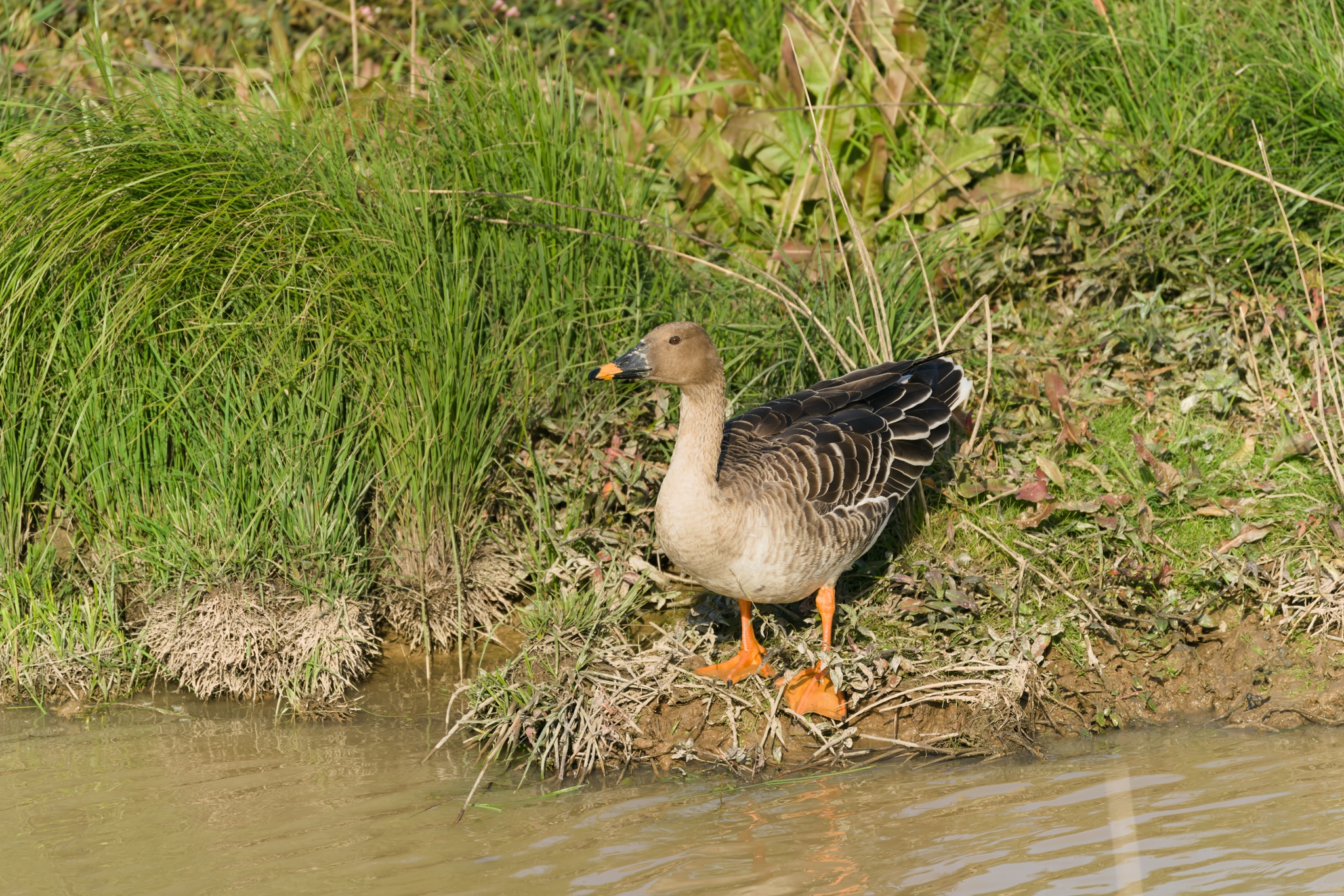 Taiga Bean Goose