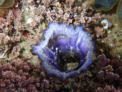 Austrobalanus imperator