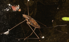 Tenagogonus zambezinus