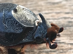 Oryctes rhinoceros