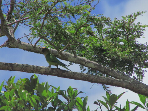 Peach-fronted Parakeet