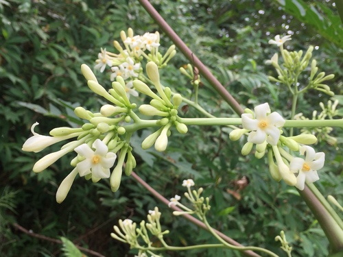 Carica papaya - Leaves