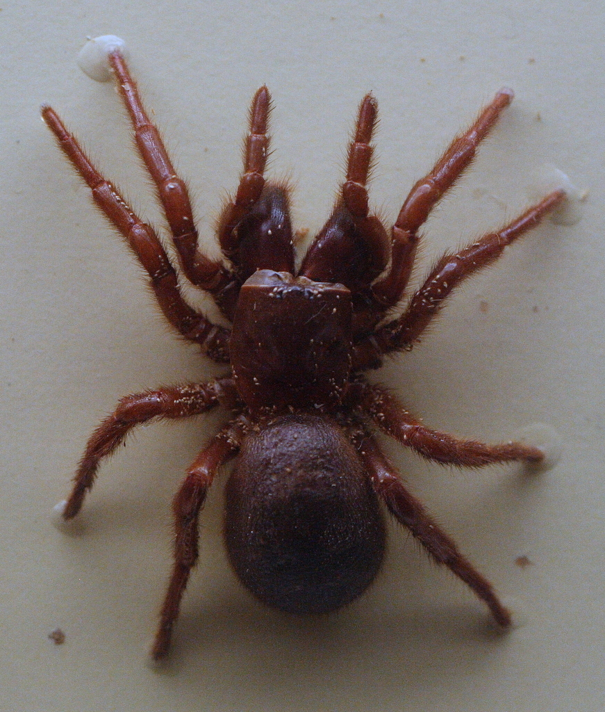 Blue Mountains Funnel-web Spider