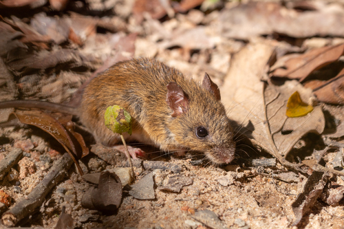 terraced rice rat (Cerradomys subflavus) — Least Concern Mammalia