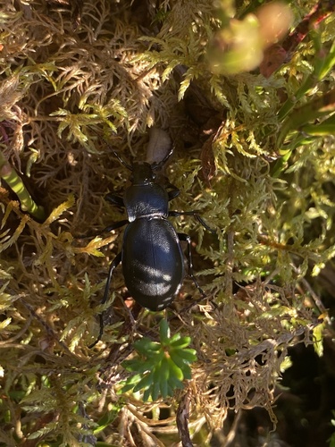 Violet ground beetle