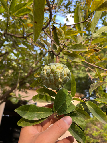 Anona (Annona squamosa)