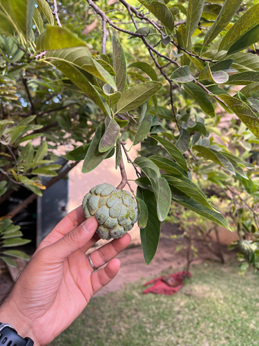 Anona (Annona squamosa)