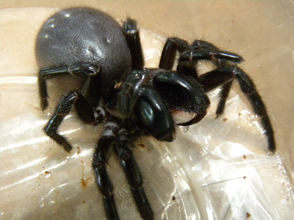 Southern Tree Funnel-web