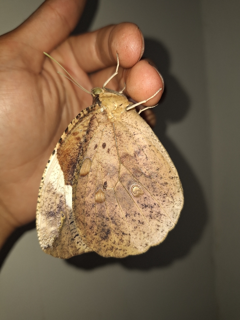 Daring Owl-Butterfly