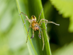 Cheiracanthium erraticum