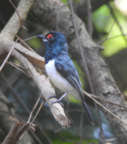 Black-throated Wattle-eye