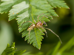 Cheiracanthium erraticum