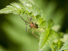 Cheiracanthium erraticum