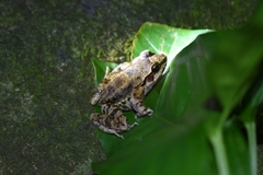 Thoropa miliaris