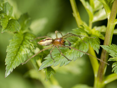 Cheiracanthium erraticum