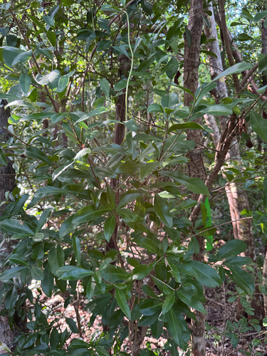 Gymnanthes lucida, photograph 5