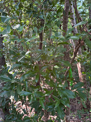 Gymnanthes lucida, photograph author not stated, no rights reserved