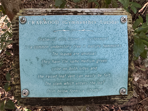 Gymnanthes lucida, photograph 6