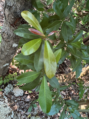 Gymnanthes lucida, photograph author not stated, no rights reserved