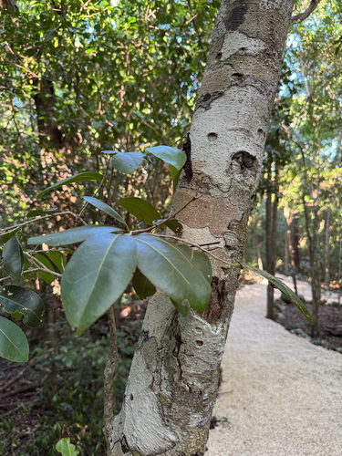 Milkbark (Drypetes diversifolia)