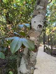 Drypetes diversifolia