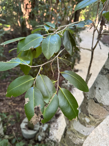 Drypetes diversifolia, photograph 3