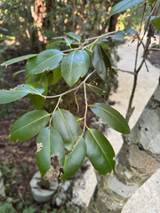 Drypetes diversifolia, photograph author not stated, no rights reserved