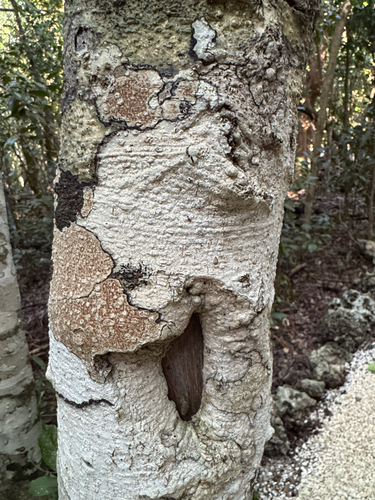 Drypetes diversifolia, photograph 2