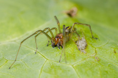 Cheiracanthium erraticum