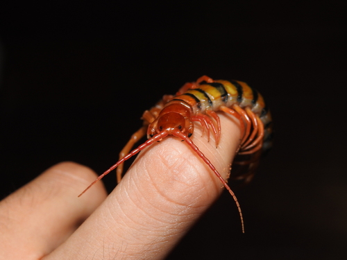 red-headed centipede