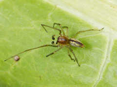 Cheiracanthium erraticum