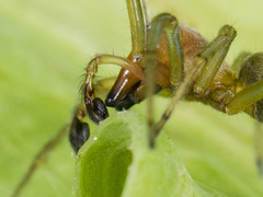 Cheiracanthium erraticum
